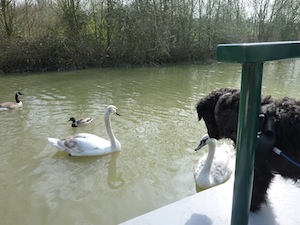 Canal Boat Holidays and Pets